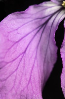 Siyah Arka Planda Mor Kır Çiçeği'nin Kapatılması