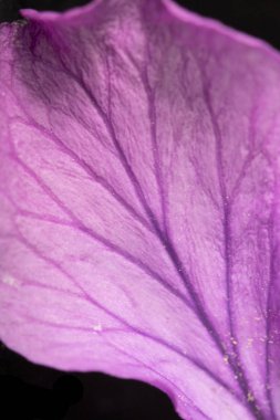 Siyah Arka Planda Mor Kır Çiçeği'nin Kapatılması