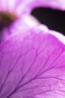 Siyah Arka Planda Mor Kır Çiçeği'nin Kapatılması