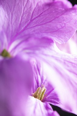 Siyah Arka Planda Mor Kır Çiçeği'nin Kapatılması