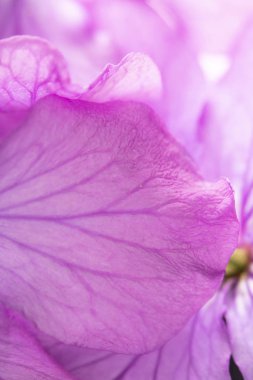 Siyah Arka Planda Mor Kır Çiçeği'nin Kapatılması