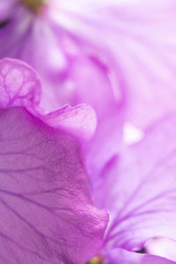 Siyah Arka Planda Mor Kır Çiçeği'nin Kapatılması