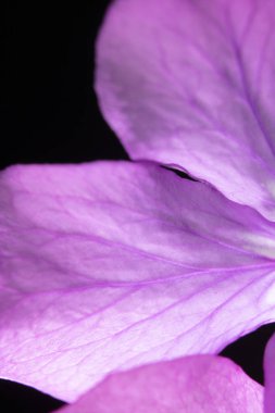 Siyah Arka Planda Mor Kır Çiçeği'nin Kapatılması