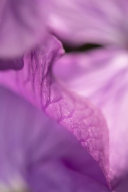 Siyah Arka Planda Mor Kır Çiçeği'nin Kapatılması