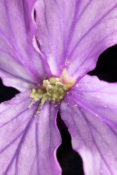 Primer Plano Flor Silvestre Púrpura Sobre Fondo Negro — Foto de Stock