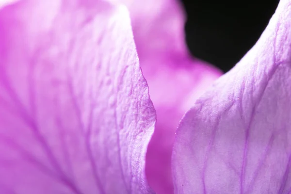 Крупним Планом Фіолетова Дика Квітка Чорному Тлі — стокове фото