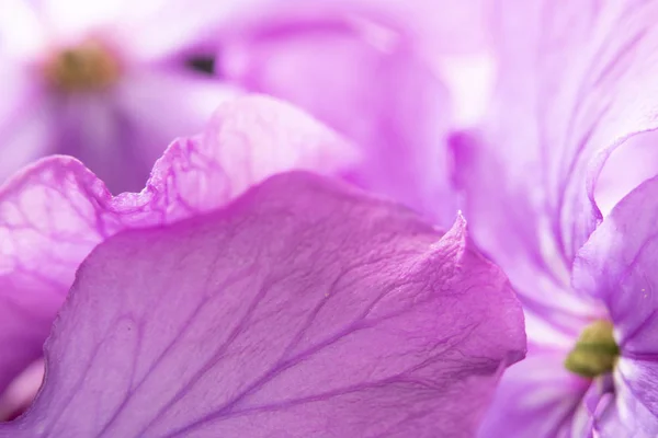 Крупним Планом Фіолетова Дика Квітка Чорному Тлі — стокове фото