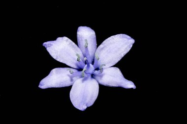 Siyah Arka Plan Pretty Wild Bluebell Makro Çiçek