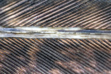 Siyah Arka Planda Renkli Ördek Tüyü Makro Yakın Çekim