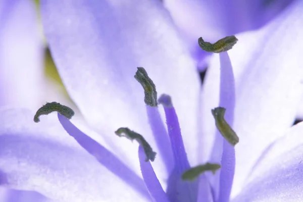 Flor Macro Bluebell Bastante Salvaje Sobre Fondo Negro — Foto de Stock