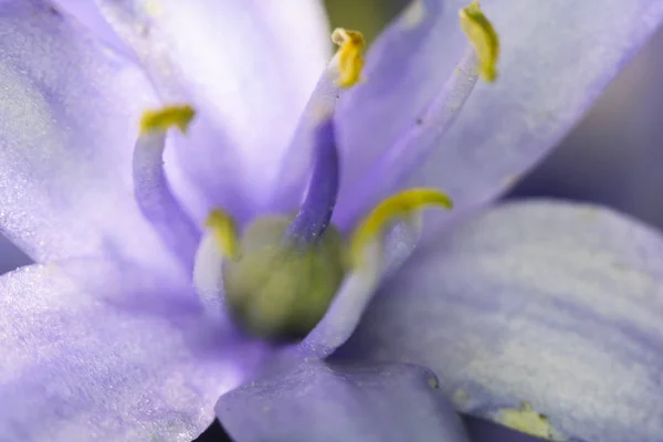 Siyah Arka Plan Pretty Wild Bluebell Makro Çiçek — Stok fotoğraf