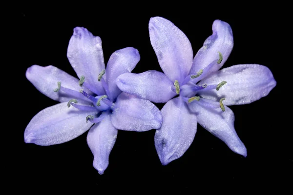 Flor Macro Bluebell Muito Selvagem Fundo Preto — Fotografia de Stock