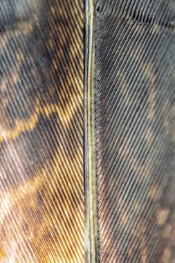 Siyah Arka Planda Renkli Ördek Tüyü Makro Yakın Çekim