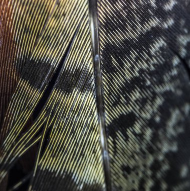 Siyah Arka Planda Renkli Ördek Tüyü Makro Yakın Çekim