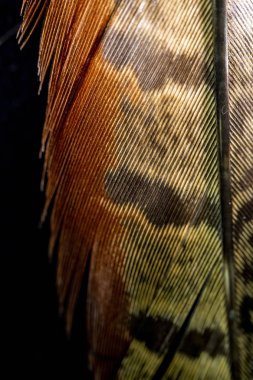 Siyah Arka Planda Renkli Ördek Tüyü Makro Yakın Çekim