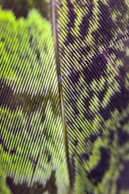 Siyah Arka Planda Renkli Ördek Tüyü Makro Yakın Çekim