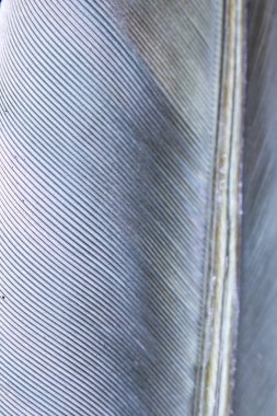 Siyah Arka Planda Renkli Ördek Tüyü Makro Yakın Çekim