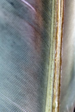 Siyah Arka Planda Renkli Ördek Tüyü Makro Yakın Çekim