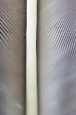 Siyah Arka Plan üzerinde Beyaz Tüy makro Close Up