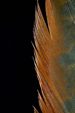 Siyah Arka Planda Renkli Ördek Tüyü Makro Yakın Çekim