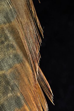 Siyah Arka Planda Renkli Ördek Tüyü Makro Yakın Çekim