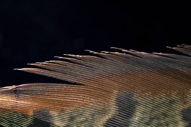 Siyah Arka Planda Renkli Ördek Tüyü Makro Yakın Çekim