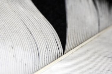 Siyah Arka Plan üzerinde Beyaz Tüy makro Close Up