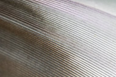 Siyah Arka Plan üzerinde Beyaz Tüy makro Close Up