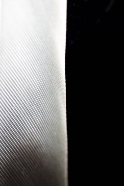 Siyah Arka Plan üzerinde Beyaz Tüy makro Close Up