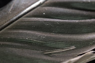 Siyah Arka Plan üzerinde Beyaz Tüy makro Close Up