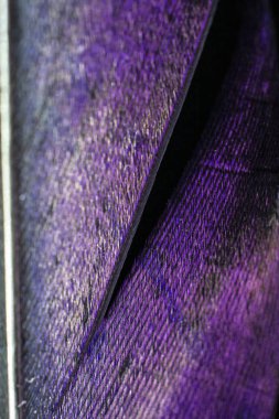 Siyah Arka Planda Renkli Ördek Tüyü Makro Yakın Çekim