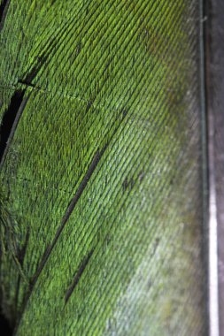 Siyah Arka Planda Renkli Ördek Tüyü Makro Yakın Çekim