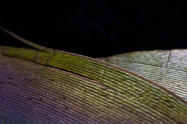 Siyah Arka Planda Renkli Ördek Tüyü Makro Yakın Çekim