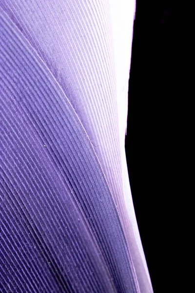 Macro Close White Feather Black Background — Stock Photo, Image