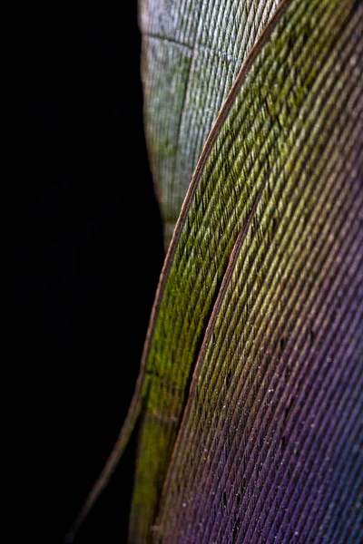 Macro Gros Plan Plume Canard Coloré Sur Fond Noir — Photo