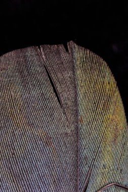 Siyah Arka Planda Renkli Ördek Tüyü Makro Yakın Çekim