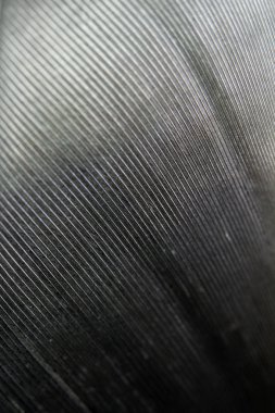 Siyah Arka Plan üzerinde Beyaz Tüy makro Close Up