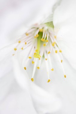 Beyaz Ağaç Çiçeği Çiçek Makro close up