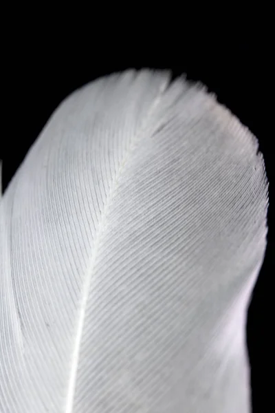 Macro Primer Plano Pluma Blanca Sobre Fondo Negro — Foto de Stock