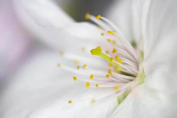 白い木の花のクローズアップマクロ — ストック写真