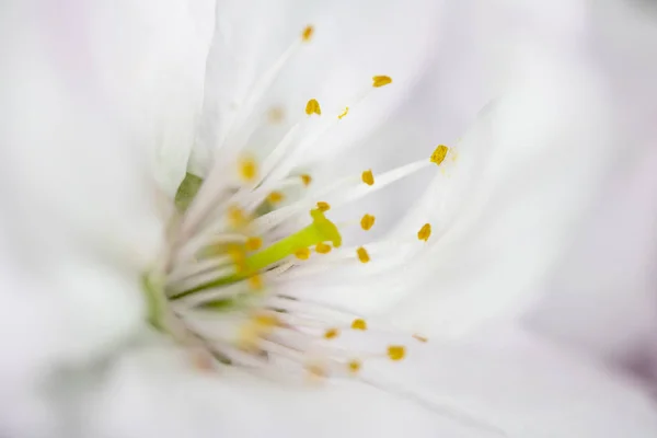 Bliska Makro Białego Drzewa Kwiat Kwiaty — Zdjęcie stockowe