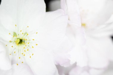 Beyaz Ağaç Çiçeği Çiçek Makro close up