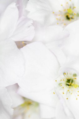 Beyaz Ağaç Çiçeği Çiçek Makro close up