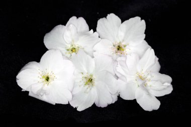 Beyaz Ağaç Çiçeği Çiçek Makro close up