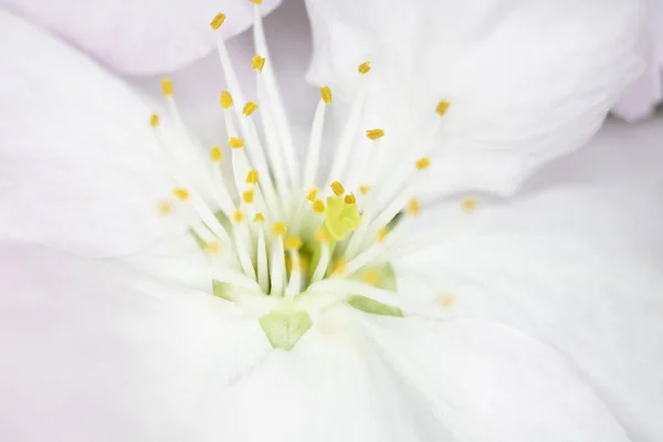 Närbild Makro Vita Träd Blomma Blommor — Stockfoto