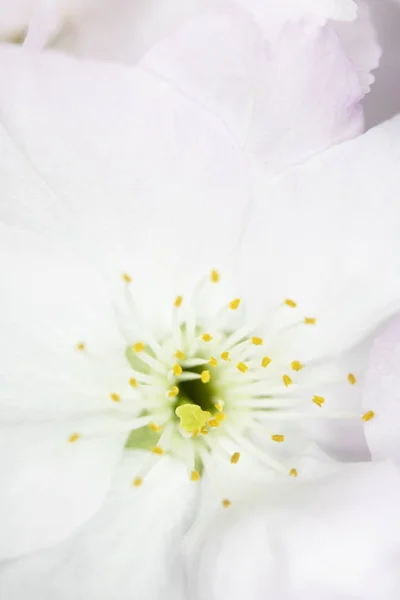 Close Macro White Tree Blossom Flowers — Stock Photo, Image