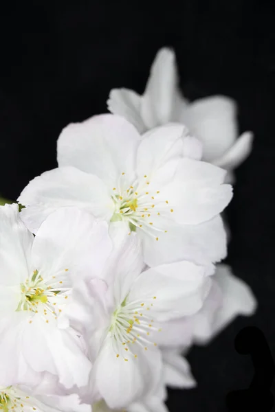 Fechar Macro Flores Flor Árvore Branca — Fotografia de Stock