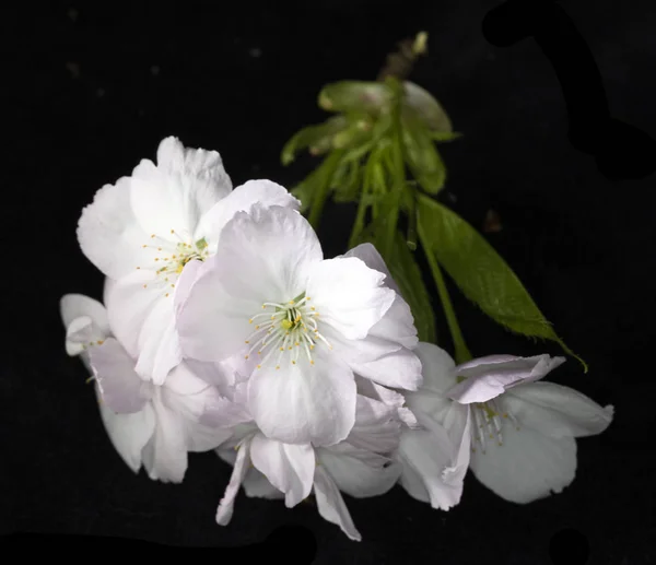 Close Macro White Tree Blossom Flowers — Stock Photo, Image