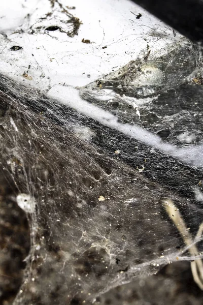 Scary Thick Spider Webs and Dead and Alive Spiders Close Up