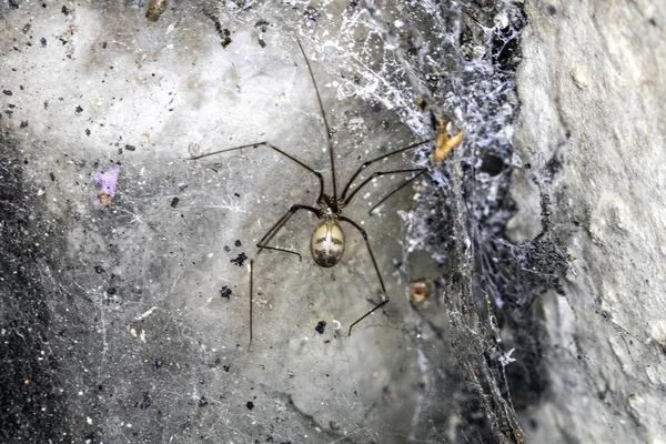 Scary Thick Spider Webs and Dead and Alive Spiders Close Up